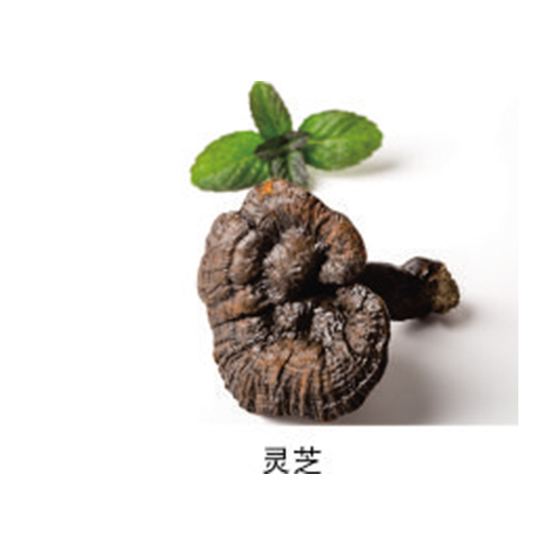 靈芝